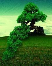 pic for Lonely Tree